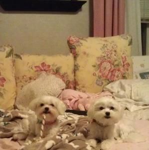 Meet your Posher, Tracey alexander